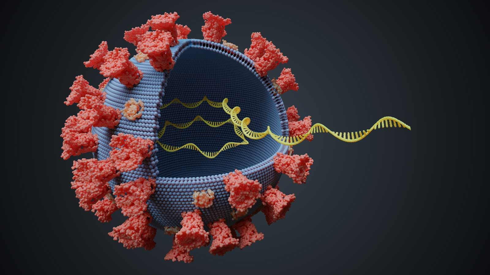 Virus with RNA Molecule